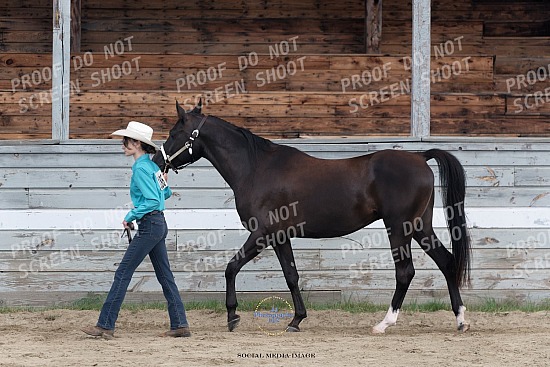 2026 Lancaster Fair Horse Show