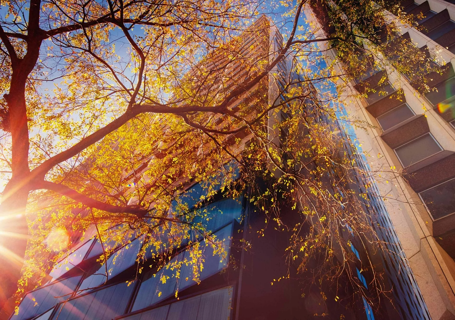 Sunlight, trees and city buildings