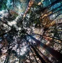 View looking through trees in a forest to see the blue sky beyond