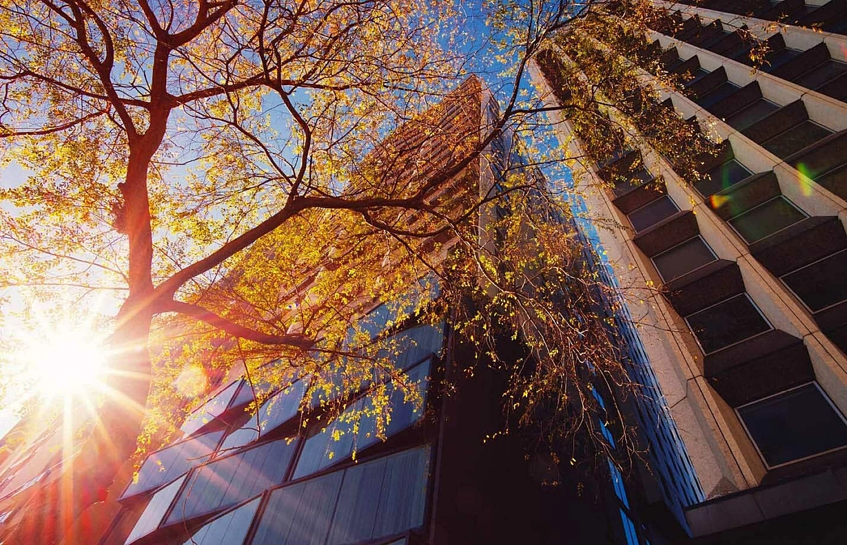 Dappled sunlight glaring off of a building in the fall