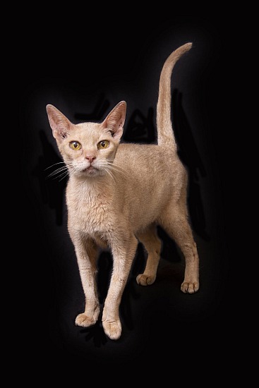 Cats, birds & other pets