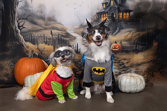 Halloween at Pawsitively Pure 10/24/26