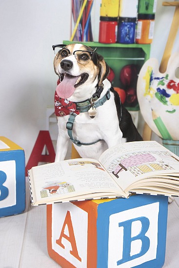 Bark to School, Fall and fun at The Sanctuary for Senior Dogs 9/13/26