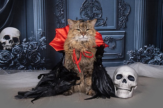 Fall and Halloween Portraits at The Sanctuary for Senior Dogs 10/11/26