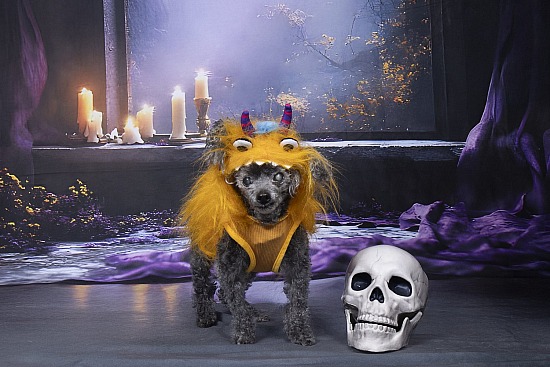 Fall and Halloween at Paws & Effect 10/10/26