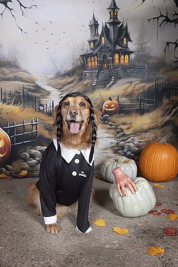 GRIN's Howl o'ween Pawty 10/25/26