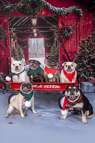 Holiday Portraits at Canine Sports 11/1/26