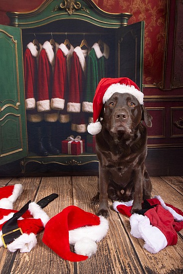 Holiday Portraits at Style Mutt 11/21/26