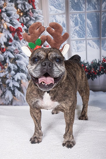 The Sanctuary for Senior Dogs Fosters ONLY! Monday 11/23/26