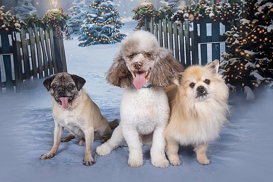 Holiday Portraits at The Sanctuary for Senior Dogs 11/22/26