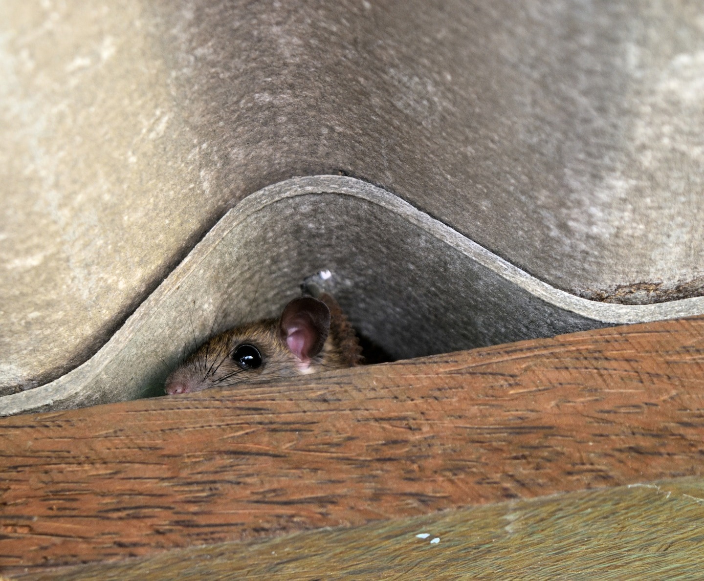 How to get rid of household pests — no pro required