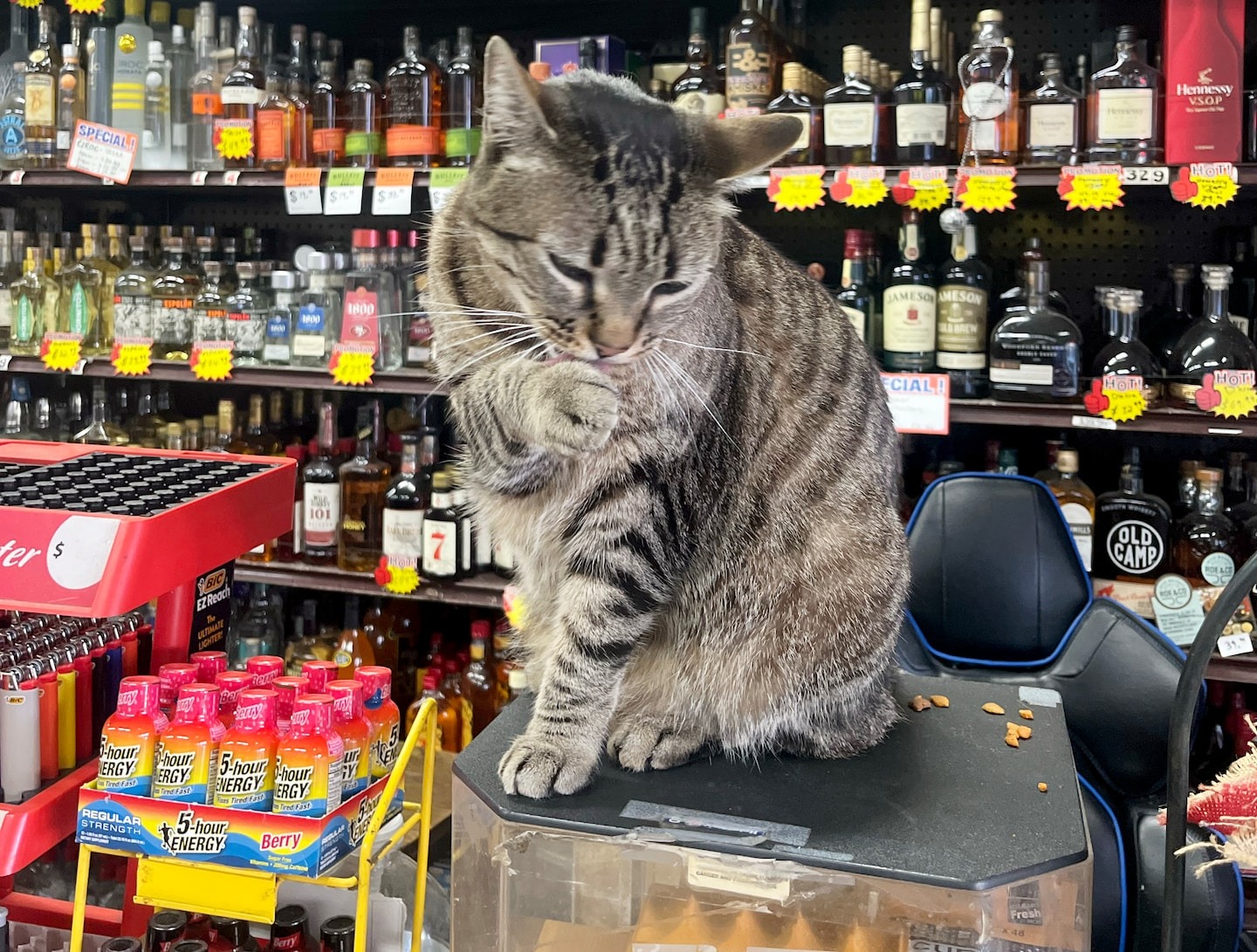 Death of KitKat, a beloved San Francisco cat, reignites fury over ...