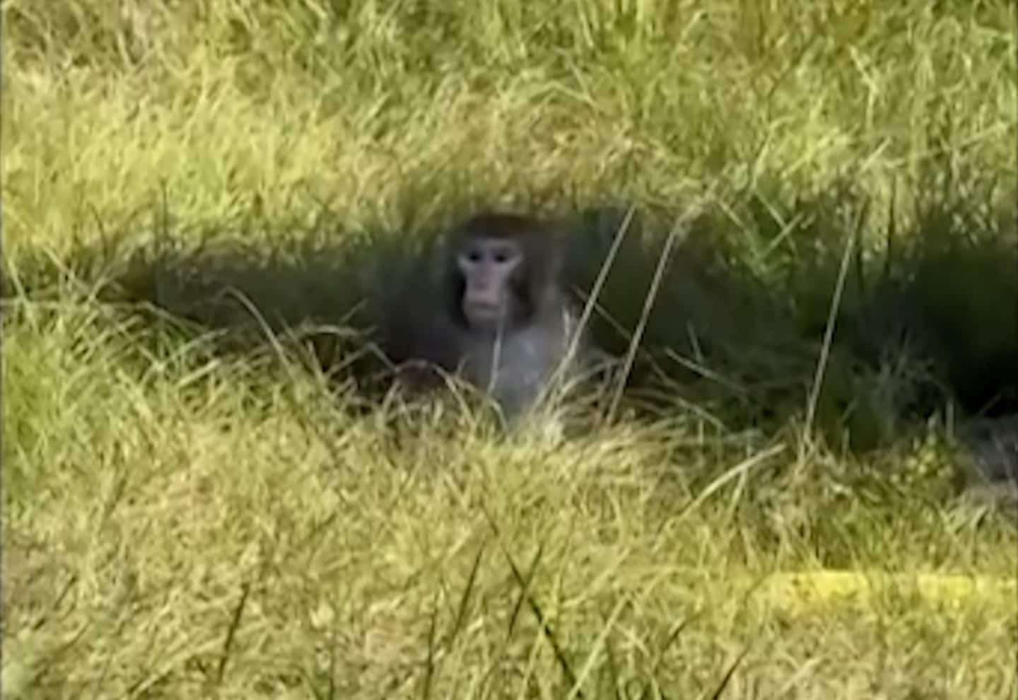 Eine Mutter und ein Pastor erschossen zwei Ausreißer. Es handelte sich um ...