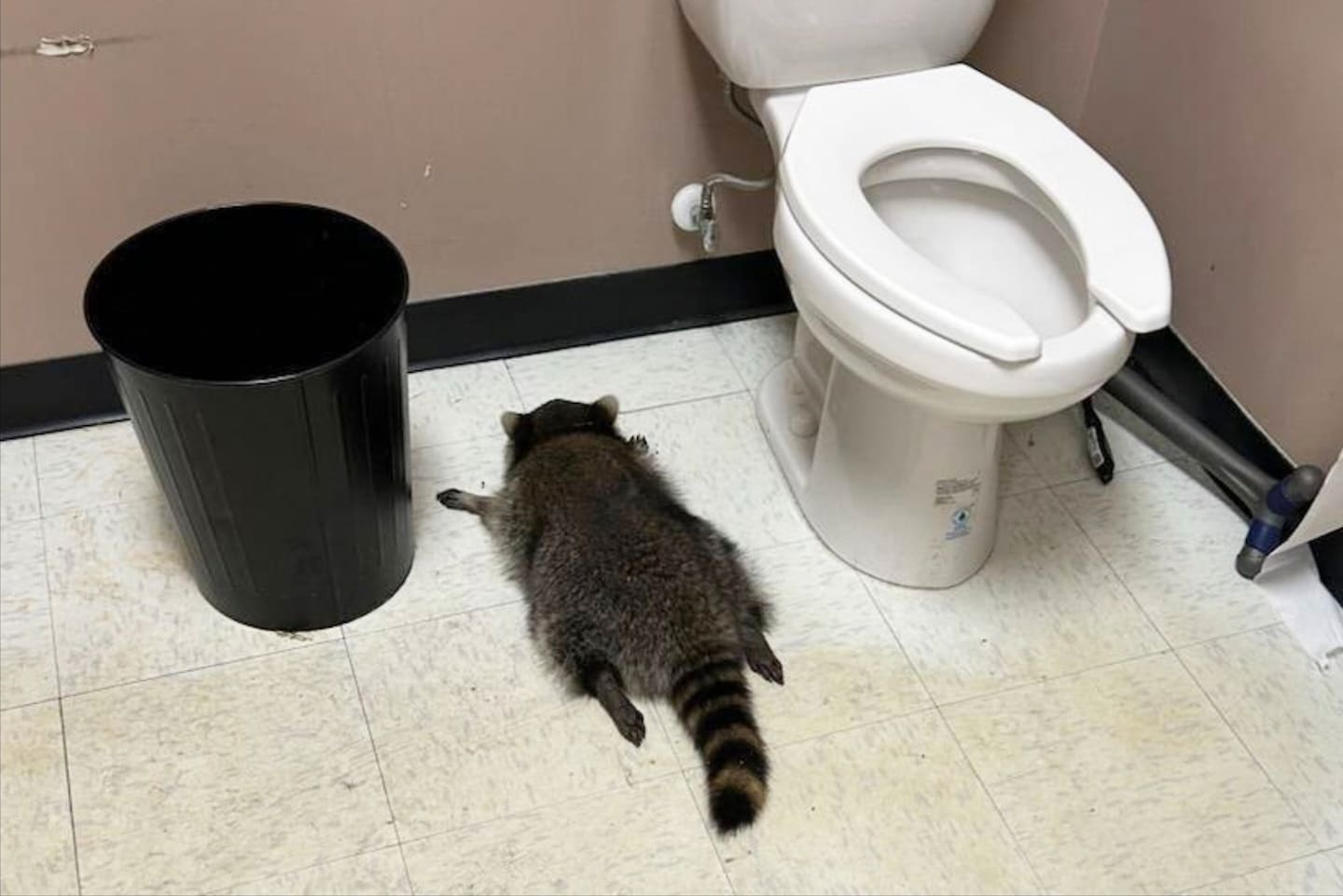 Raccoon goes on drunken rampage in Virginia liquor store and passes out on ...