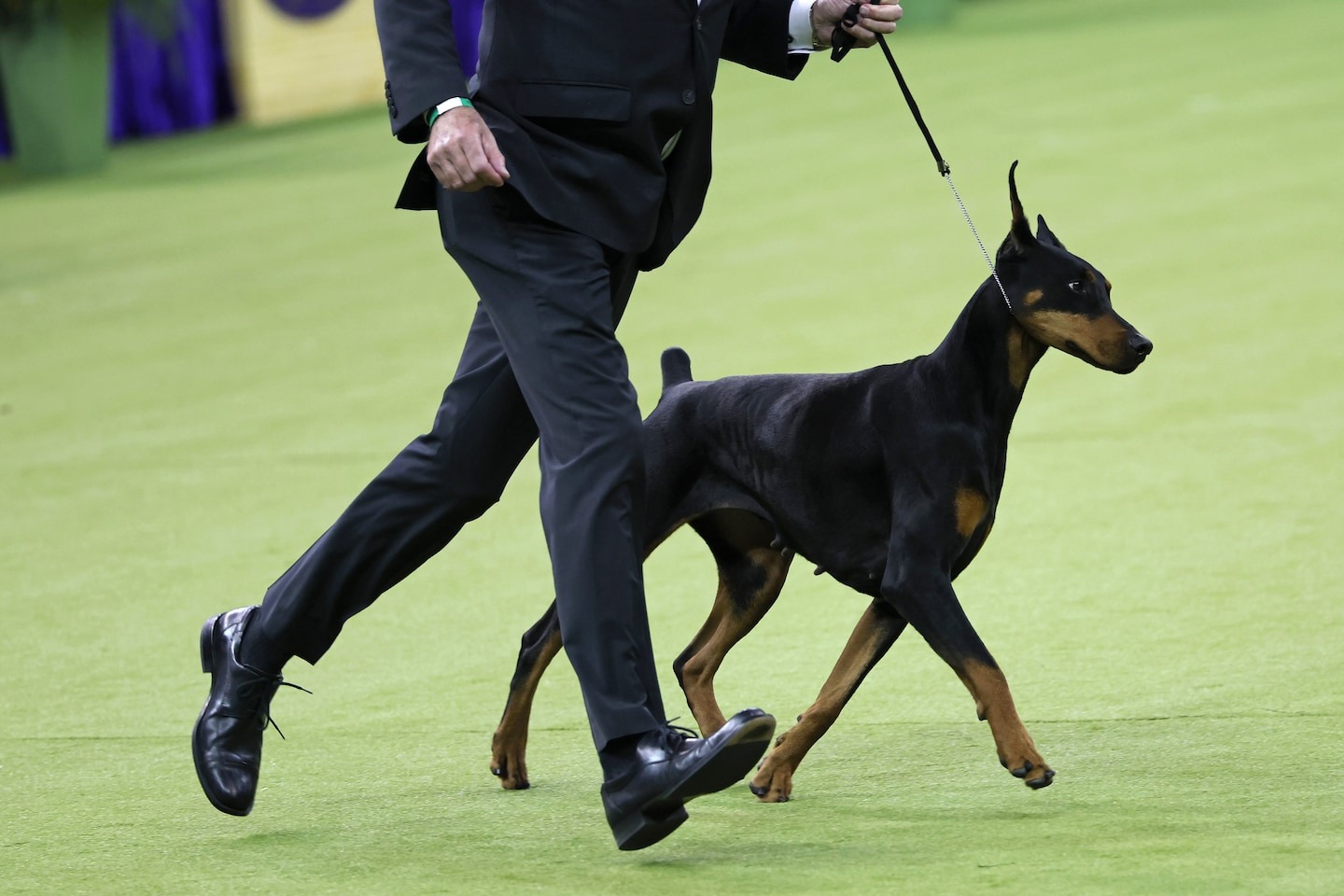 Penny, ein Dobermann, gewinnt die Westminster Dog Show