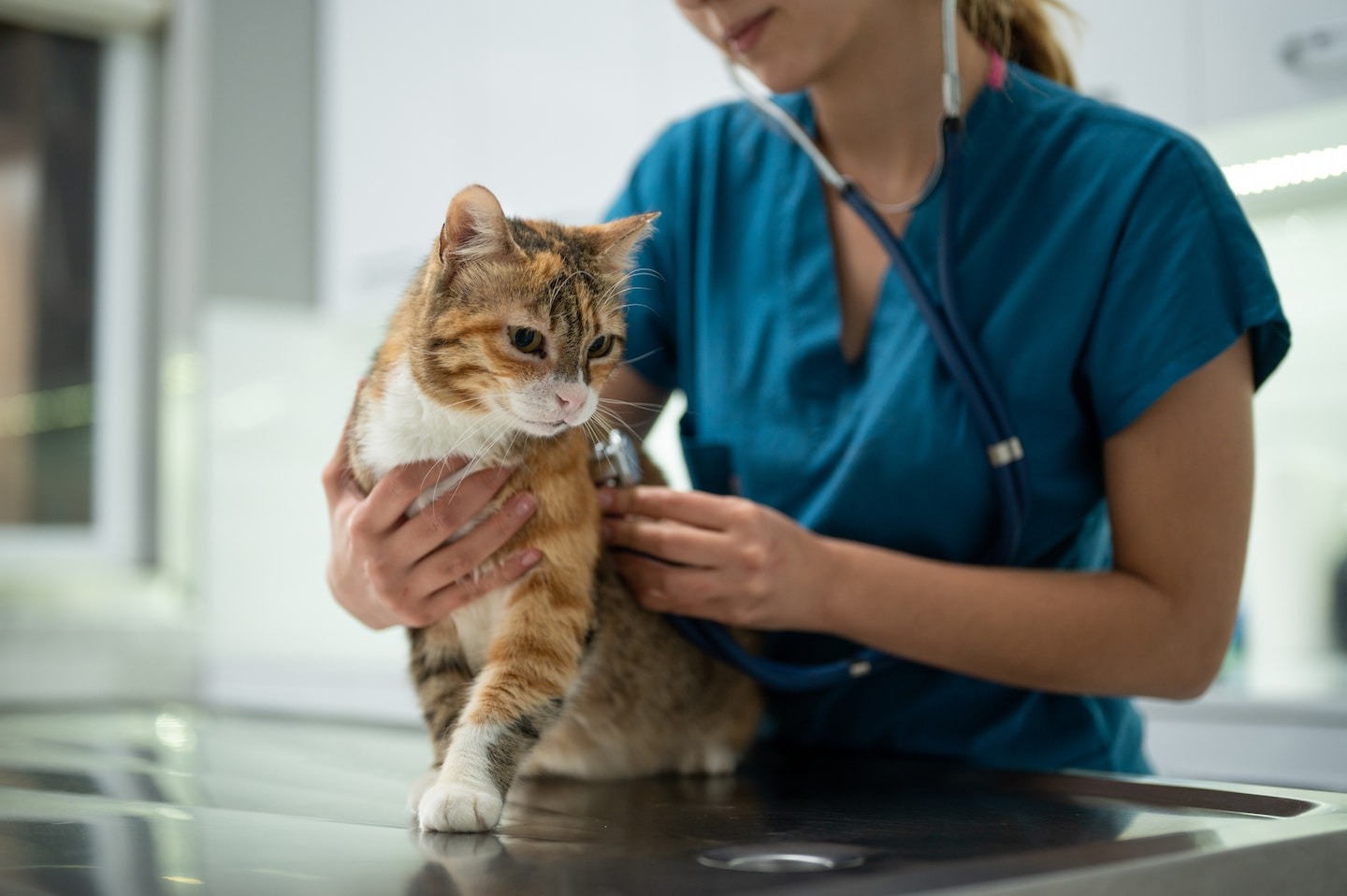 Katzen könnten Wissenschaftlern helfen, menschlichen Krebs besser zu ...