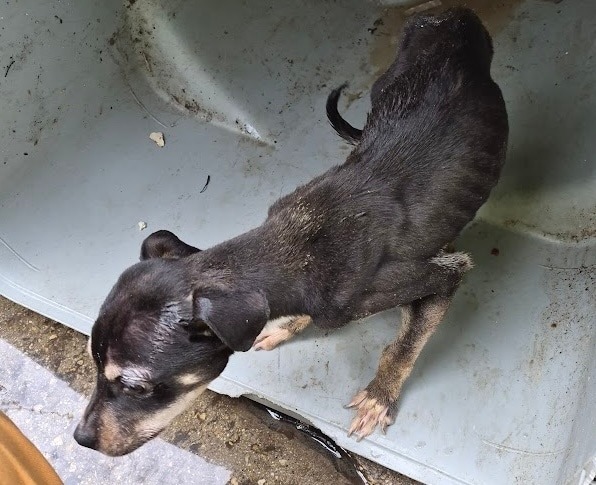 Sanitation workers saved a dog from a trash can. Then one of them adopted ...