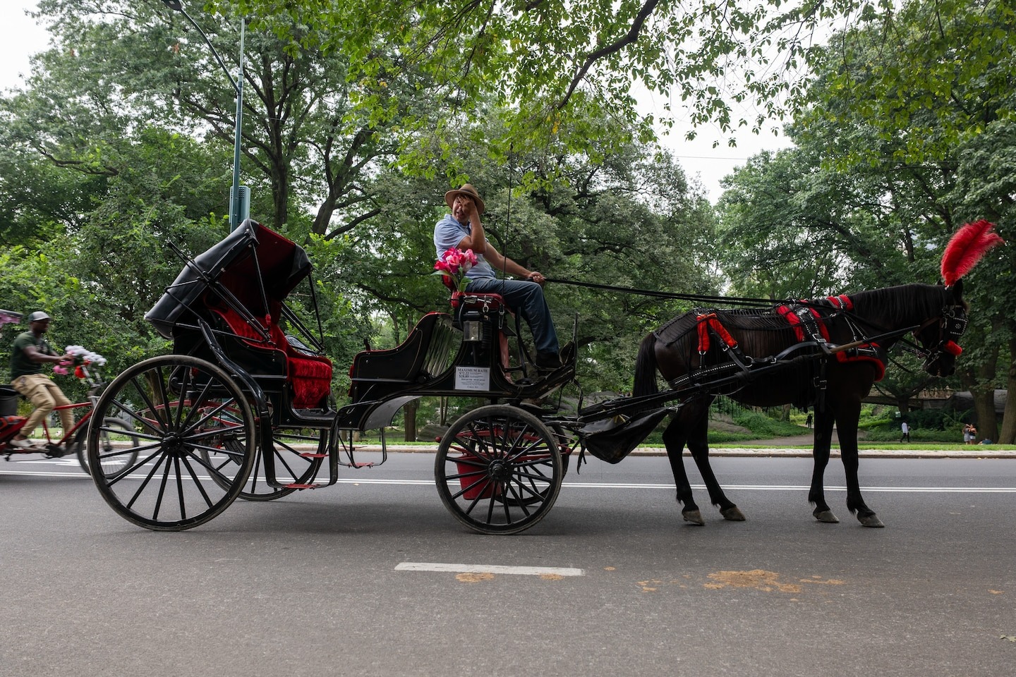 A carriage horse died in Central Park, reigniting calls to end a New York ...