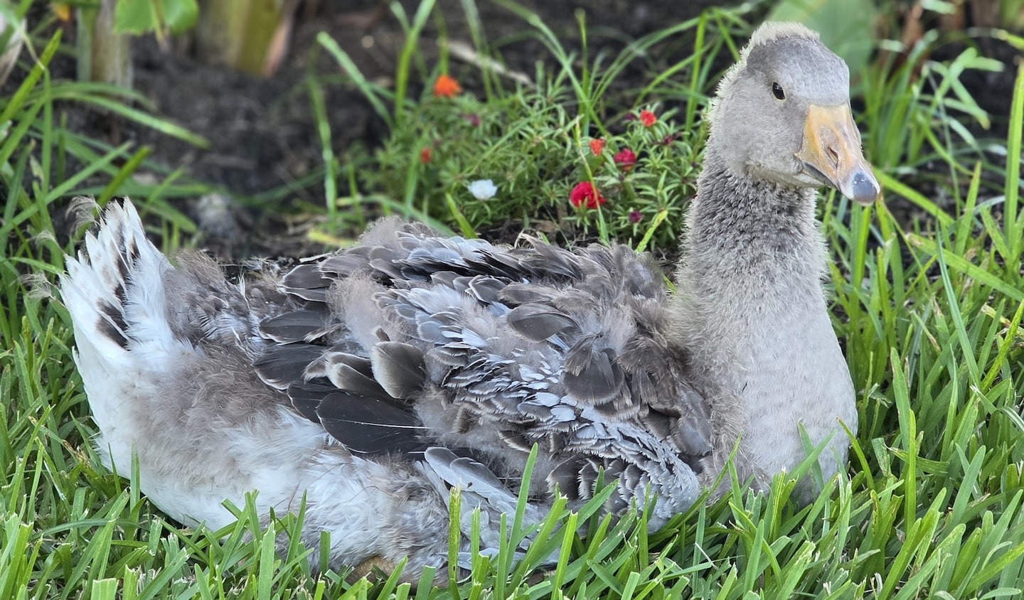 Pet goose honks to alert family of barn fire, saving their animals