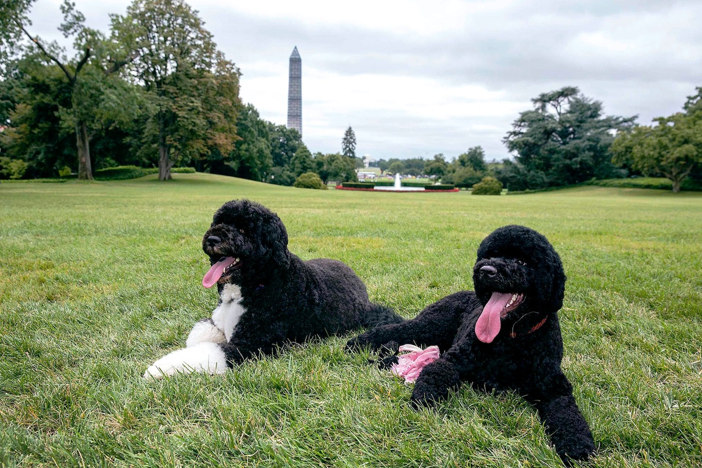 Sunny, der zweite Hund der Obamas, stirbt mit 13 Jahren