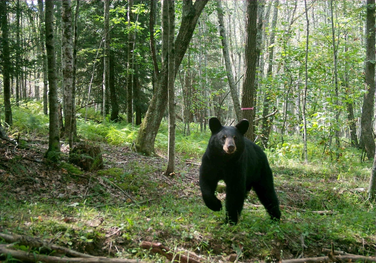 Scientists analyzed 22,000 hours of bear videos. This is what they learned ...