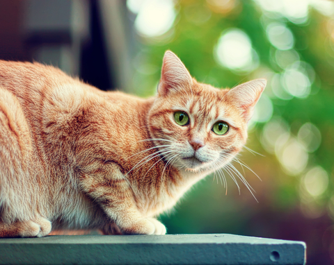 Missing Cat Returned After 10 Years