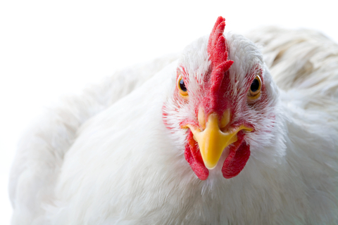 Chicken Hitches Ride