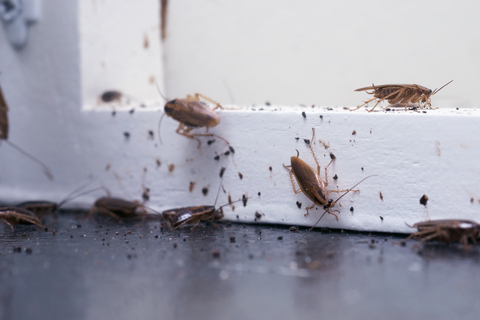 Hundreds Of Cockroaches Released In Albany Courtroom During Hearing