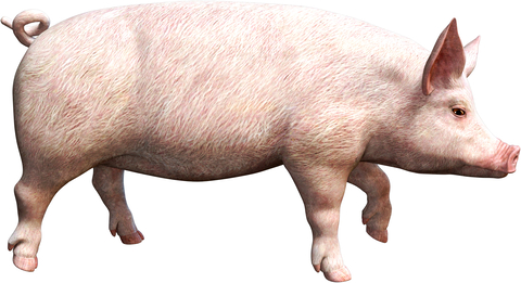 Runaway Pig Lured Home By Deputy's Potato Chips