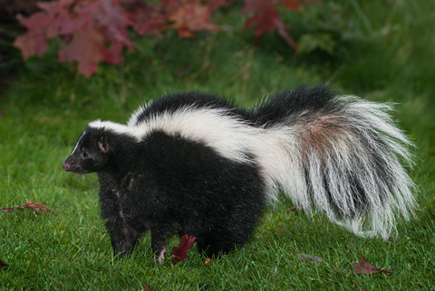 NY Man And Woman Face $500 Fines After Bringing Skunk To Store