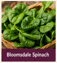 Bloomsdale Spinch