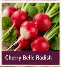 Cherry Belle Radish Cherry Belle Radish