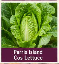 Parris Island Cos Lettuce Image of parris island cos lettuce