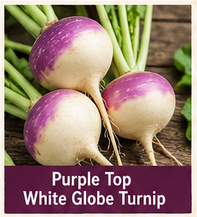 image of purple top white globe turnip