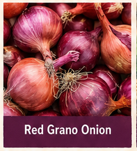 Onion Red Grano Onions
