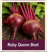 Beets
