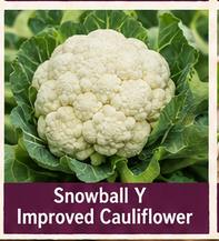 Snowball Cauliflower