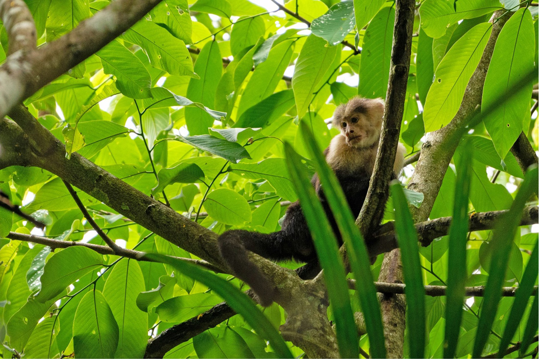 An abundance of tropical flora and fauna—all less than an hour from downtown Panama City.