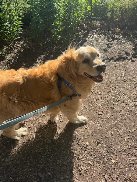 Bailey the dog
