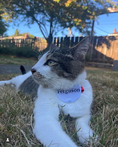Peter the Cat