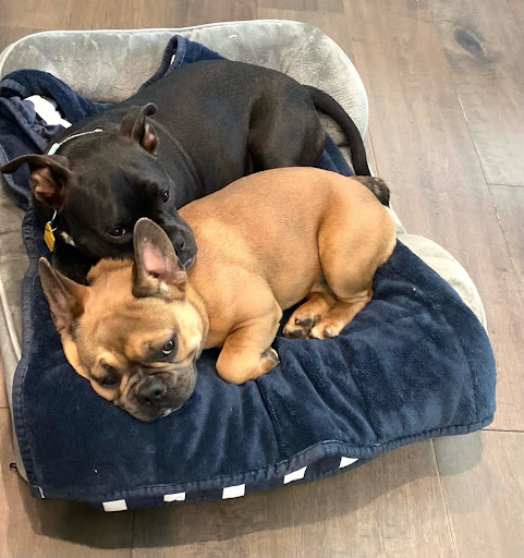 Dogs