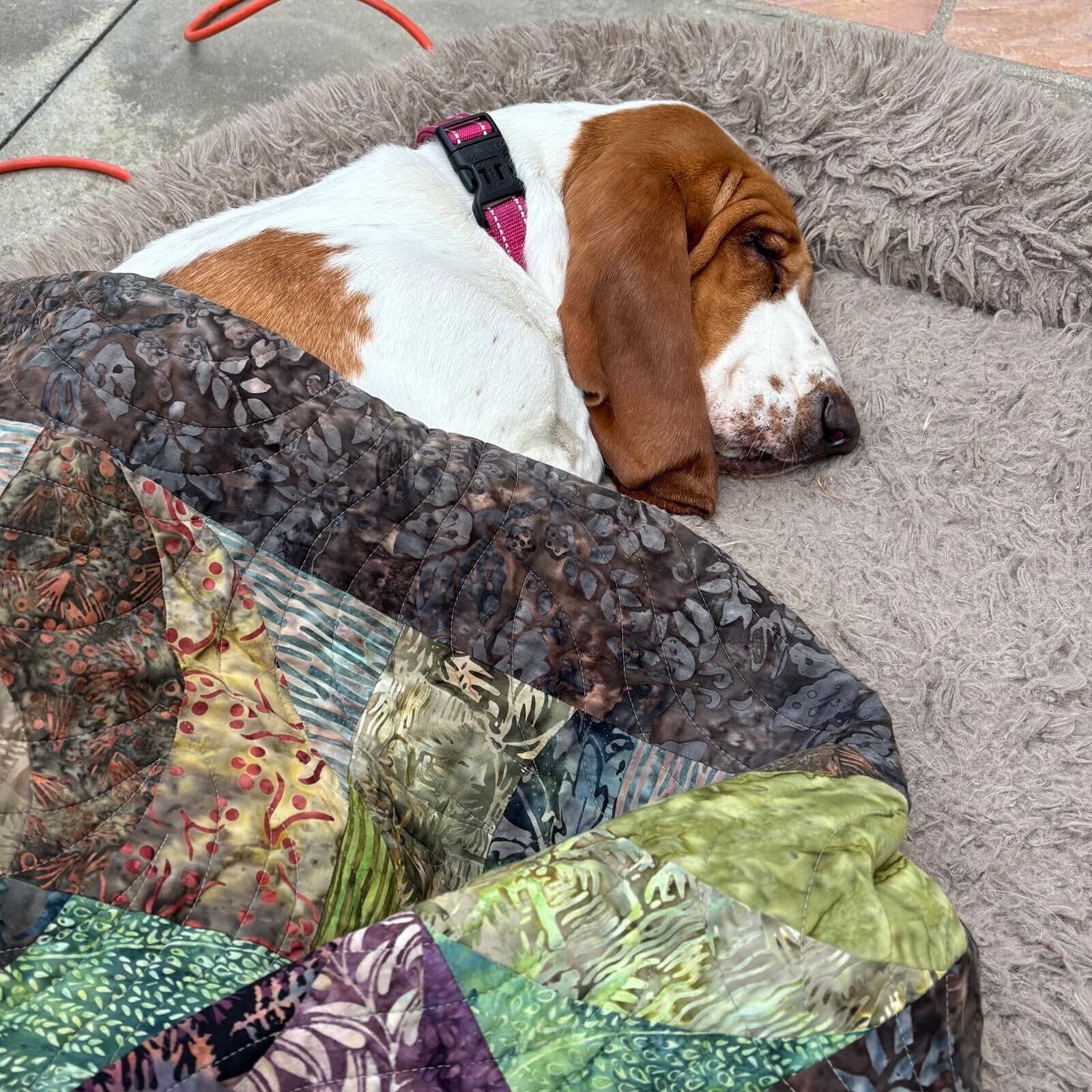 A picture of Katie Porter's Basset Hound Poppy laying under a blanket.