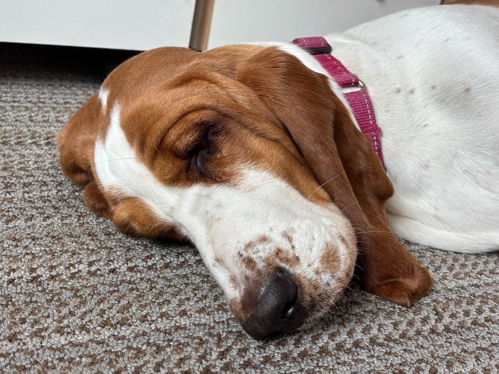 Katie's basset hound Poppy sleeping.