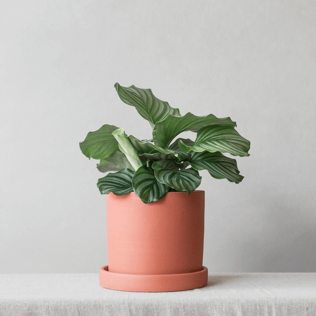 Leaf Envy