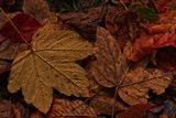 LEAVES.JPEG.jpg