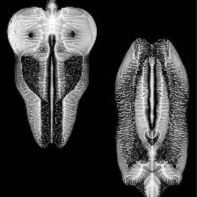 Skull Defekts - Dances in Dreams of the Known Unknown