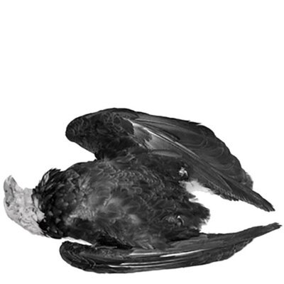 Free Children Of The Earth - Terminal Stasis