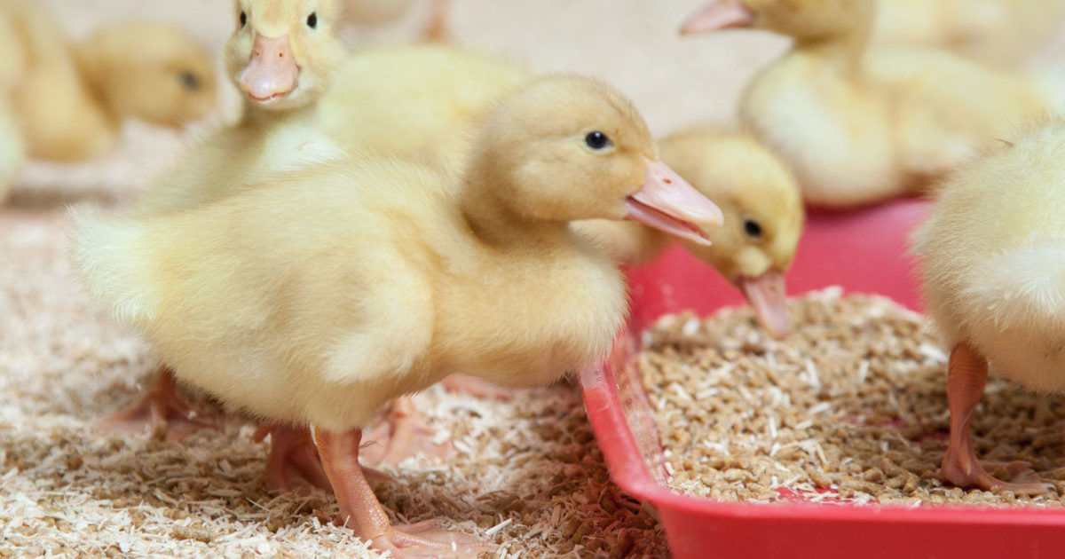 Buy Duck Breeding Stock or Meat Ducks INDUX Duck Production System