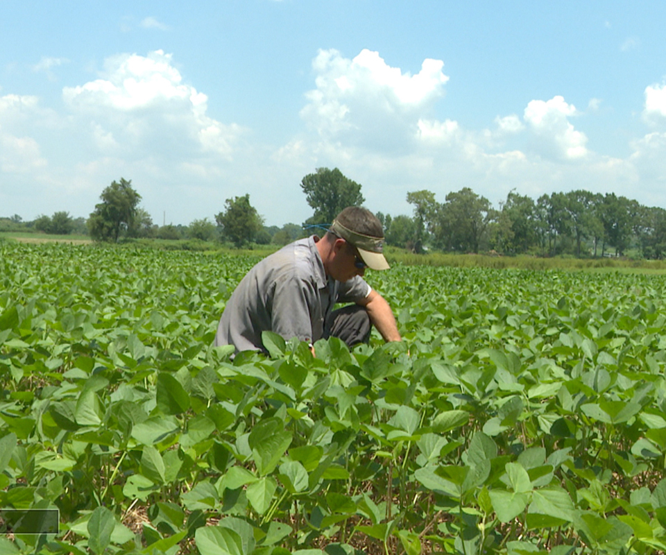 Farmer soybean