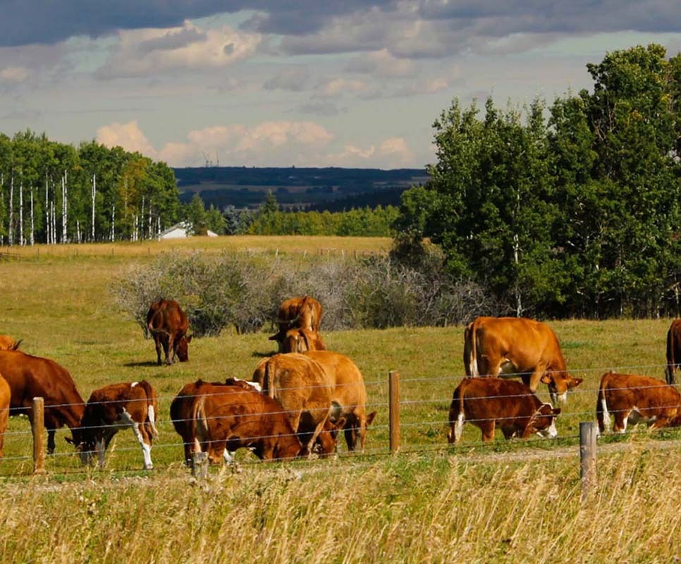 Rancher owner 3